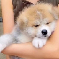 サプライズで『おばあちゃんに秋田犬の赤ちゃんを見せた』結果…あたたかすぎる『素敵な反応』が289万再生「どっちも可愛い」「愛に溢れてる」