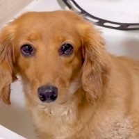 『足だけ洗おう』と犬を洗面台に連れて行ったら…思っていたのと違う『まさかの光景』が32万再生「いい湯感じてて草」「どうする？って顔ｗ」