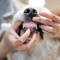 犬が『触ってほしくない』部位4選　不必要な接触がストレスの原因となる可能性も…慣れさせる方法まで
