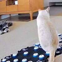 『外に行ってみたい』と訴える猫→ベランダに出ようとした犬が気を遣って…泣けるほど尊い『まさかの行動』が39万再生「優しい…」「感動した」