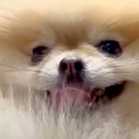 箱の中で体を乾かす犬…可愛すぎる『乾燥中の光景』が121万表示の反響「マリリン・モンローみたいｗ」「舌がピヨピヨしてるのが良い」と絶賛