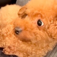 『犬語でワンコに話しかけてみた』結果…想定外の展開で『ドン引きされてしまう光景』が21万再生「間違って伝わってるｗｗ」「思った以上で草」