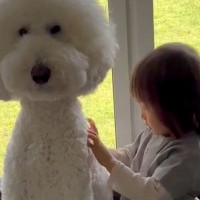 男の子に『大型犬の背中にはチャックがあるんだよ』と言った結果…まさかの『尊すぎる光景』が14万再生　一生懸命に探す様子に思わずほっこり