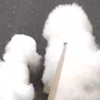 大親友になった『近所の犬』→会えない日は異常に落ち込んで…思った以上な『尊すぎる光景』が139万表示「ウルッときた」「綿あめがふたつ」