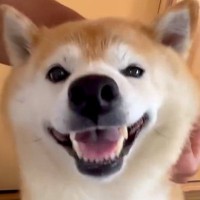 笑顔でナデナデを要求する犬→だんだん顔つきが変わってきて…数秒後に見せた『予想外すぎる表情』に「迫力やばｗｗ」「めっちゃわろた」と爆笑