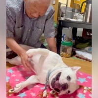 おじいちゃんに撫でられている犬→中断した次の瞬間…絶対にやめられない『まさかの反応』に「なんて幸せなの」「おじいちゃん嬉しそう」と反響