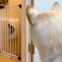 出張で5日ぶりに帰宅したパパ→犬が気配を察知して…玄関先で見せた『熱烈なおかえりなさい』が11万再生「疲れ吹っ飛ぶ」「かわいい歓迎」