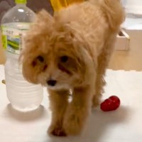 足をあげて歩く犬→心配で病院に行ったら…獣医師に告げられた『衝撃の診断結果』に爆笑「名演技ｗ」「かまってちゃん」と52万再生の反響