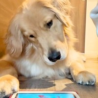 タブレットで遊べる猫用ゲームを『大型犬にやらせてみた』結果…一生懸命に楽しむ光景が愛おしいと90万再生「無双モードｗ」「おてて最高」
