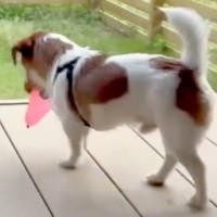 水風船をもらった犬→何度も破裂してしまい…絶対に割りたくなくて『試行錯誤する光景』が可愛すぎると161万再生「ちゃんと考えてる」と反響