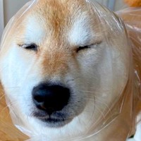 犬の『雨の日コーデ』を記録した結果…センス抜群な『手作りレインコート』に17万再生の反響「斬新ｗ」「なんで似合うんだよｗ」と絶賛続々