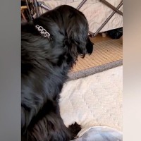 急に立てなくなった老犬→なぜかカートにも乗りたがらず…思わず涙する『まさかの光景』に感動の声続々「すごい…自分で歩きたいんだ」「泣いた」