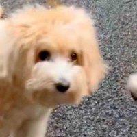犬を散歩中『同じ犬種のお友達』に出会った結果…もはや見分けられない？『ドッペルゲンガーのような光景』に「似すぎｗ」「兄弟かな？」と反響