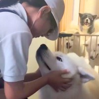修学旅行から帰ってきた女の子→秋田犬5頭がお出迎えした結果…思った以上にモフモフな『熱烈歓迎』が12万再生「夢のような渋滞」「幸せすぎ」