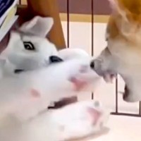 『やんちゃ過ぎる子犬のハスキー』が成長→おとなしくクールになると思ったら…まさかの『現在の光景』が44万再生「変わってなくて草」と爆笑