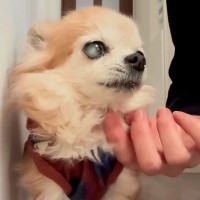 『17年間、犬を育てて分かったこと』高齢犬との暮らしで気付いた『揺るがない事実』に共感の声「愛おしい」「すごくわかる」と19万再生