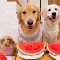 3匹の犬が『スイカ』を食べた結果、1匹だけが…もはや達人レベルな『衝撃の早食い』に74万再生の反響「選手権出れるｗ」「個性出てて可愛い」