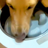 犬の『早食い防止用のお皿』を購入→使ってみた結果…思っていたのと違う『華麗すぎる外し方』が31万再生「スムーズで爆笑」「想像以上だったｗ」