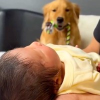 生まれたての赤ちゃんと初めて会った大型犬→大興奮したので注意すると…泣けるほど尊い『まさかの反応』が81万再生「涙出た」「分かってる」