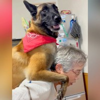 おばあちゃんにおんぶしてもらった大型犬→降ろそうとした次の瞬間…人の子供のような『まさかの行動』に絶賛の声「大きな赤ちゃんｗ」「笑った」