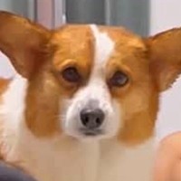 ドライヤー中、助けてほしそうにしている犬→『オテ』と伝えてみたら…反射で出た行動が可愛すぎると23万再生「逃げないの偉い」「訴えてるｗ」