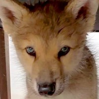 ふわっふわで可愛らしい『オオカミ犬の赤ちゃん』→約４年後…想像以上にかっこいい『現在の様子』が14万再生「素敵」「きれいな瞳」と絶賛