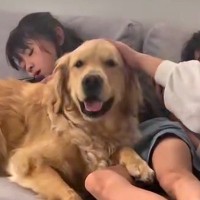 2人の女の子が『幼少期から大型犬と暮らした』結果…涙が出るほど素敵な『本当の姉弟のような光景』が34万再生「素晴らしい」「いい関係性」