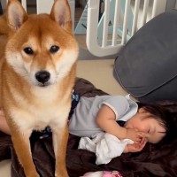 『お昼寝中の赤ちゃんを起こして』と犬にお願い→ぐずりそうになってしまい…心温まる『あまりにも尊い光景』が14万再生「優しいね」「可愛い」