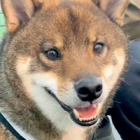ゴキゲンで散歩している犬→突然大雨が降ってきて…次の瞬間に見せた『まさかの表情』が可愛すぎると７万再生「必死なの分かる」「お耳がｗ」