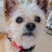 『噛むから』と捨てられた犬→愛情込めてお世話した結果、4年半後…涙あふれる『まさかの展開』に涙「素晴らしい」「熱意が伝わる」と称賛の声