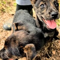 真夏の暑い日『ゴミ箱に捨てられていた2匹の赤ちゃん犬』を発見…保護して2ヶ月後→泣ける展開に反響「助けてくれてありがとう」「心が痛い」