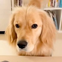 『一緒に寝たいなぁ』と控えめにお願いしてくる大型犬→許可してみた結果…想像以上に『尊い光景』が35万再生「気使ってるｗ」「寝癖可愛い」