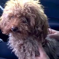 汚れて臭いも酷かった保護犬→妊娠が判明し…出会った当初は考えられなかった『まさかの展開』が14万再生「素敵な方に救われてよかった」と称賛