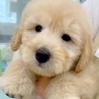 まるでぬいぐるみのような大型犬の赤ちゃんが、6ヵ月後…同じ犬とは思えない『想像以上にビッグになった光景』に「成長がはやい！可愛い」の声