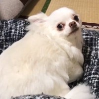 夜、家族みんなと一緒で幸せそうな犬→パパが先に寝ようとした結果…別犬かと思うほどの『態度の変化』が18万再生「まじで天使」と絶賛