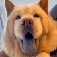 ニコニコ笑顔の大型犬→足に水をかけてしまったら、ブチギレて…別犬かと思うほどの『表情の変化』が26万再生「眉間のシワｗ」「たまらん」