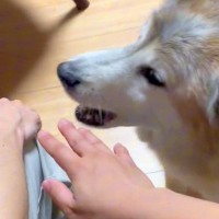 犬の前で『喧嘩するフリ』をした結果→慌てて止めにきたと思ったら…目頭が熱くなる『尊すぎる反応』が24再生「優しくて泣ける」「平和の使者」