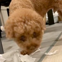 夢中でひとり遊びしている犬→振り向いたと思ったら…予想外すぎる『まさかの顔面の変化』が83万再生「声出たｗ」「かわいい一発芸」と反響