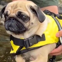 川で犬かきの練習をする犬→やる気満々だったのに、水に入った瞬間…『まさかの展開』が12万再生「超高速なの可愛すぎる」「爆笑した」と反響