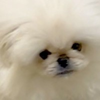 『切り餅』と呼ばれる生後5ヵ月の赤ちゃん犬…想像を超える『四角すぎる光景』に2万いいね集まる「トッポギかな？」「うちはカラアゲ」と反響