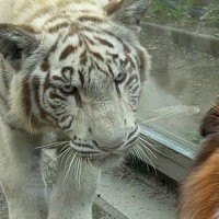 動物園で『トラ』と対面した犬→記念撮影をした結果…まさかの『ギャルのような反応』に6万いいね集まる「メンチ切られてるｗ」「煽ってて草」