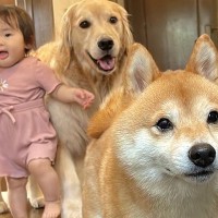 『お出かけできる』と勘違いした1歳の女の子と2匹の犬→玄関先で見せた『尊すぎる光景』が49万再生「幸せが渋滞してる」「平和やな」と悶絶