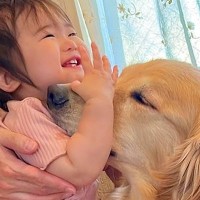 歩き疲れてお昼寝に行こうとする女の子→大型犬が名残惜しそうに…まさかの『人間のような行動』が42万再生「優しい」「幸せな気持ちになる」