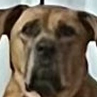 『スイカもらったから後で食べようね』と超大型犬に伝えた結果…普段は絶対にしない『まさかの行動』に1万いいね「思ったより待ってて草」と反響