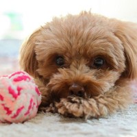犬が『好きではないおもちゃ』に示す5つの反応　なぜ気に入らないの？失敗しづらい選び方まで