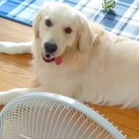 暑い日、扇風機を独り占めする大型犬→『ずるいよ』と伝えてみた結果…人のような『まさかの反応』に反響「占領してるｗ」「動きたくないよねｗ」