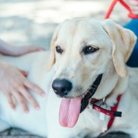 大型犬に『穏やか・温厚な性格が多い』とされる理由3つ　優しいワンコに育てるためのポイントまで