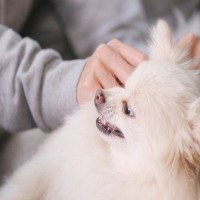 犬が『邪魔しないでほしい』と伝えている4つのサイン　ひとりになりたがる理由から適切な距離感まで