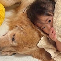 寝ている大型犬→1歳の女の子が『一緒に寝たい』と思った次の瞬間…あまりにも尊い『添い寝の仕方』が36万再生「可愛すぎ」「素晴らしい瞬間」