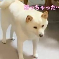 1週間ぶりに会った犬とお兄ちゃん→帰ってしまった結果、残された犬が…あまりにも切ない『泣ける光景』が83万再生「なんて健気」「表情が…」